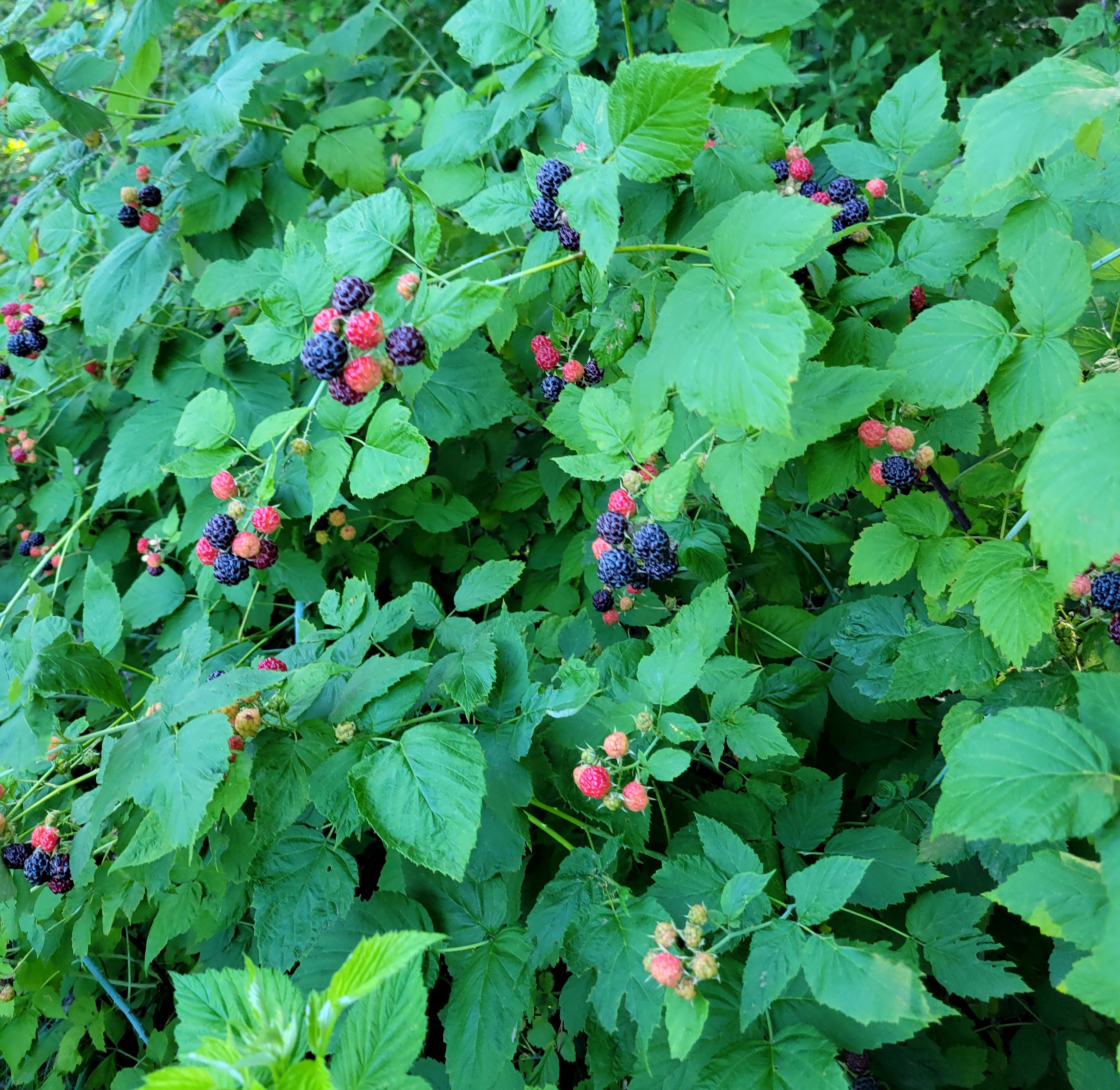 Wild Raspberry Bramble Picking Black Raspberries: An Annual Adventure – Eliza Howell Nature Walk