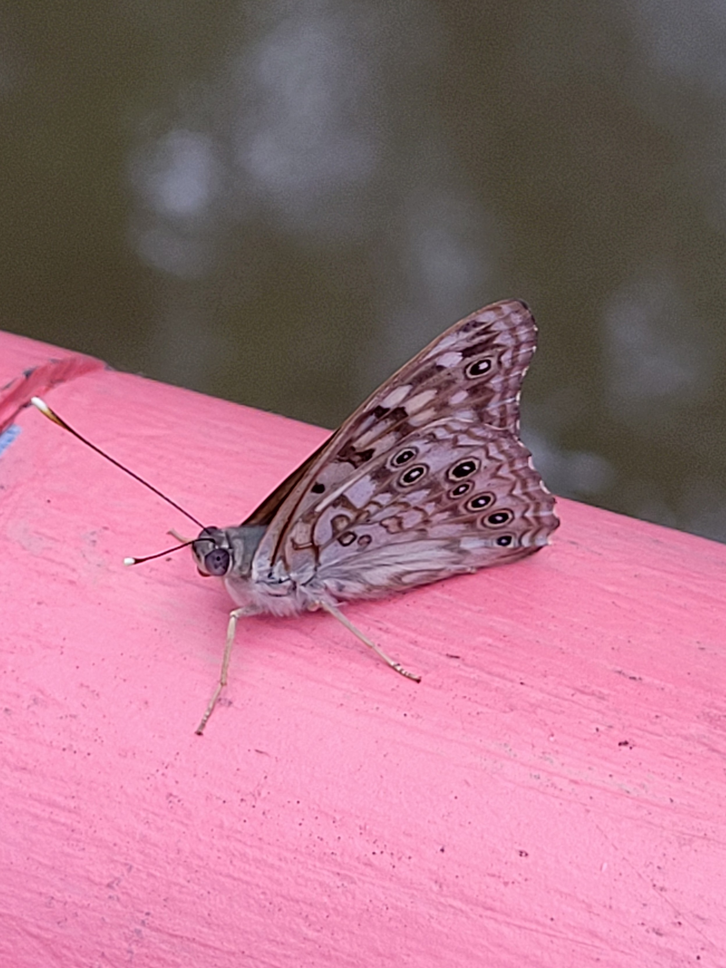 Hackberry Emperor: The Butterfly and the Bridge – Eliza Howell Nature Walk