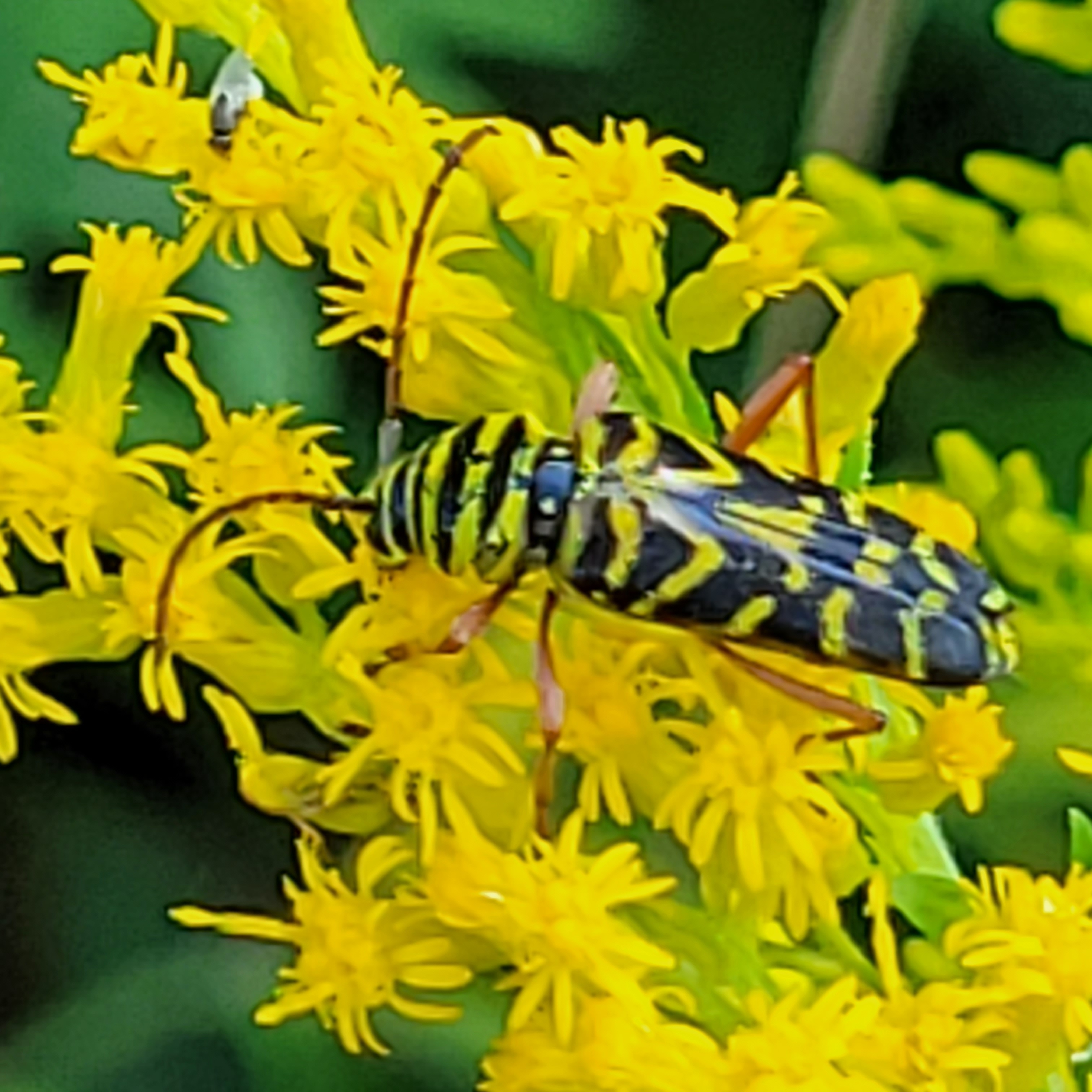 Patterned Colored Insects Five Colorful Insects: What’s That? – Eliza Howell Nature Walk