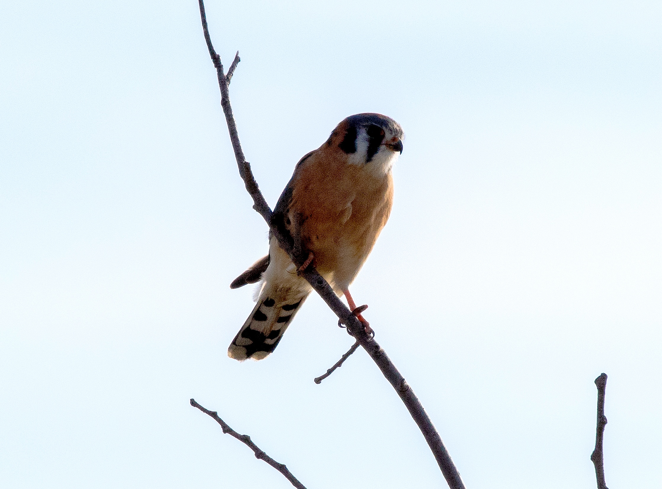 American Kestrel: The Smallest Raptor – Eliza Howell Nature Walk