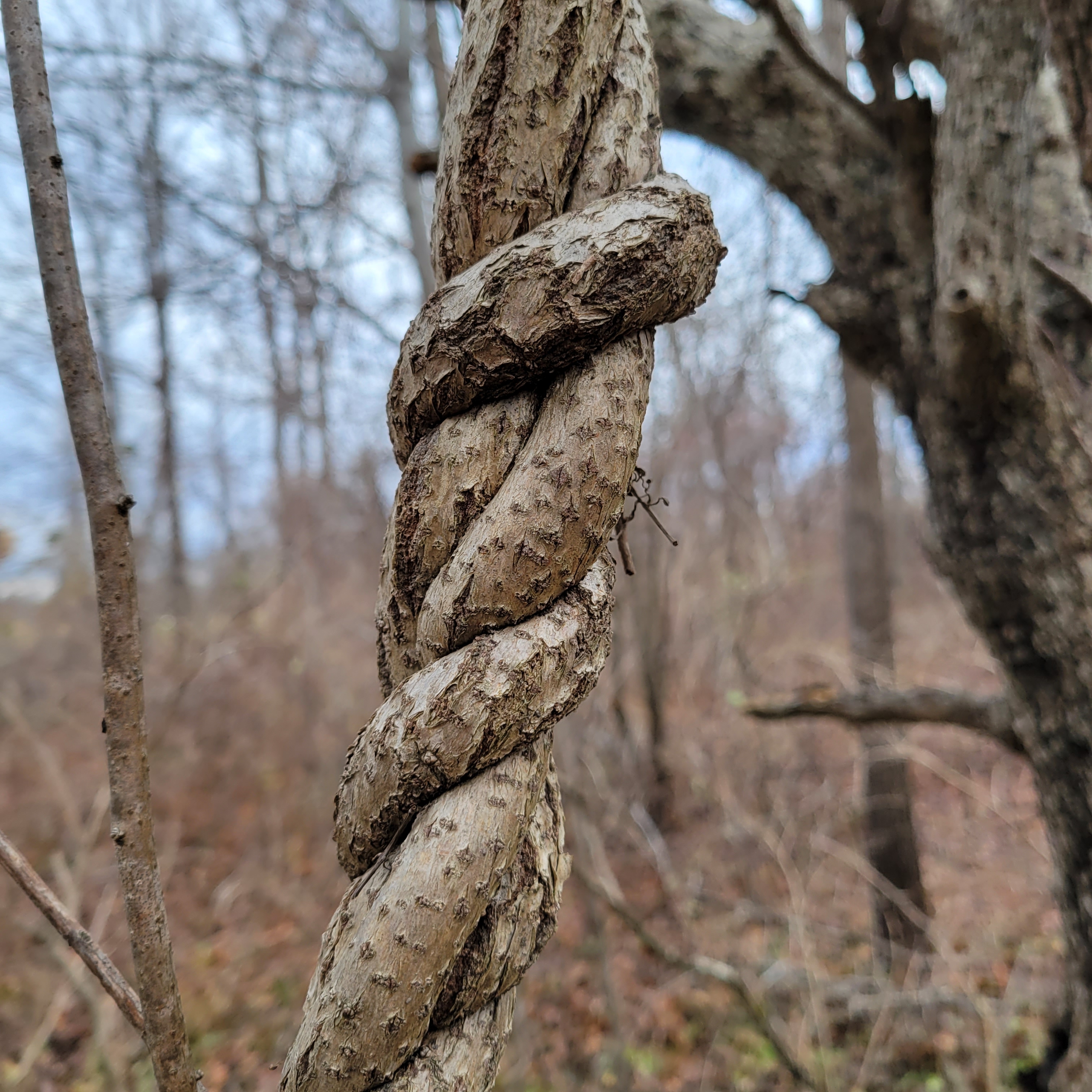 13 Climbing Vines – Eliza Howell Nature Walk