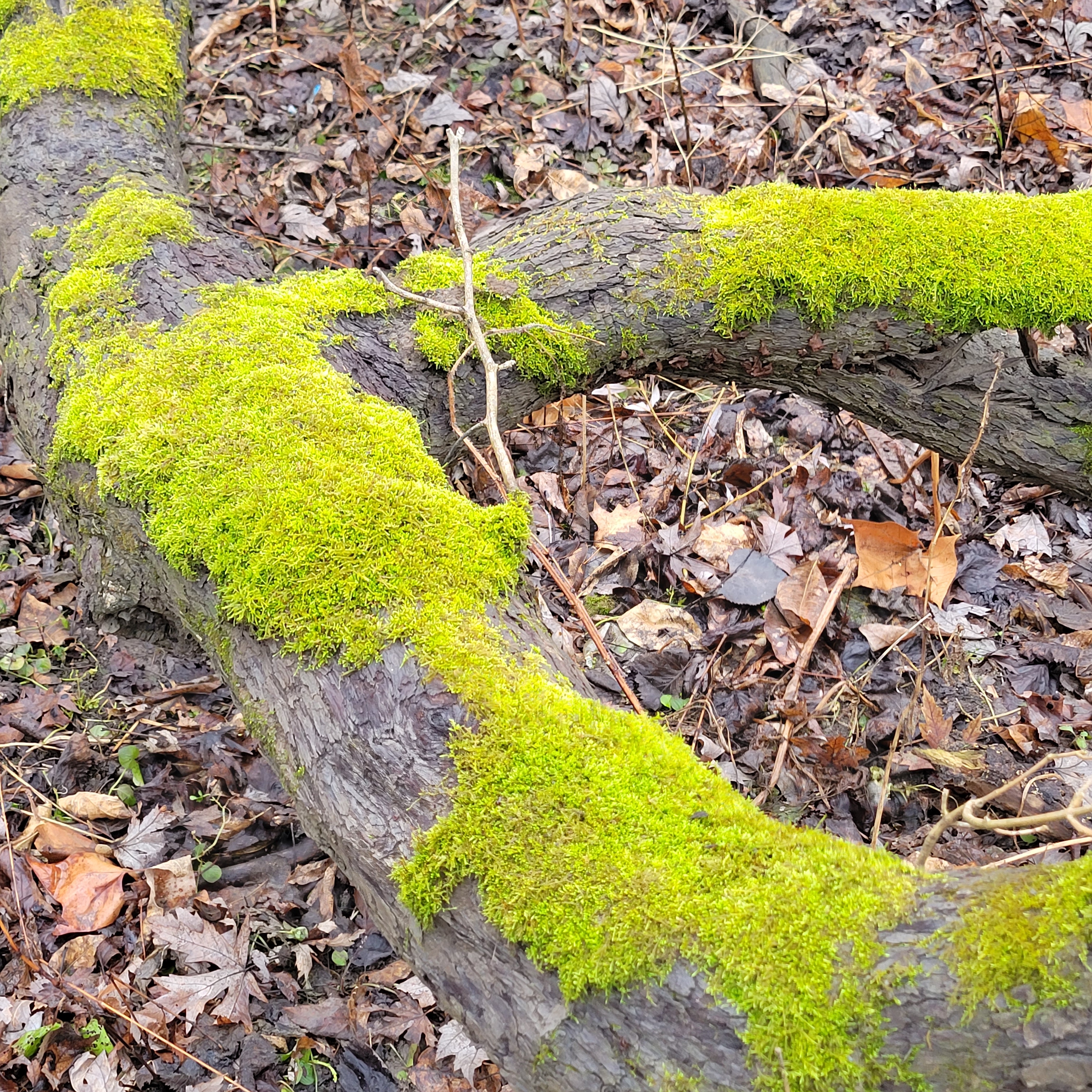 Moss Appreciation: Aided by a Bryologist – Eliza Howell Nature Walk