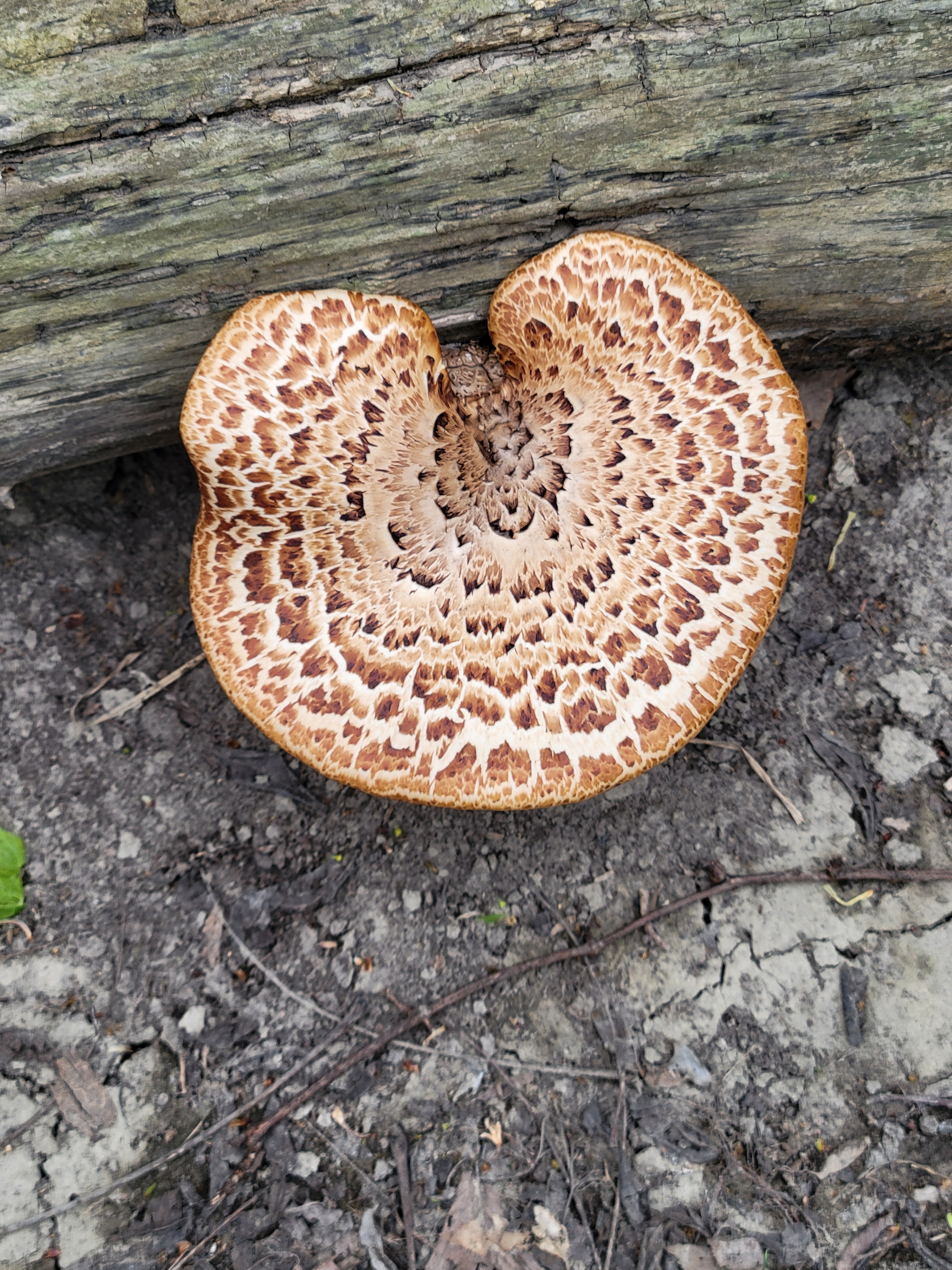 Dryad's Saddle and Baltimore Oriole: Right on Time – Eliza Howell
