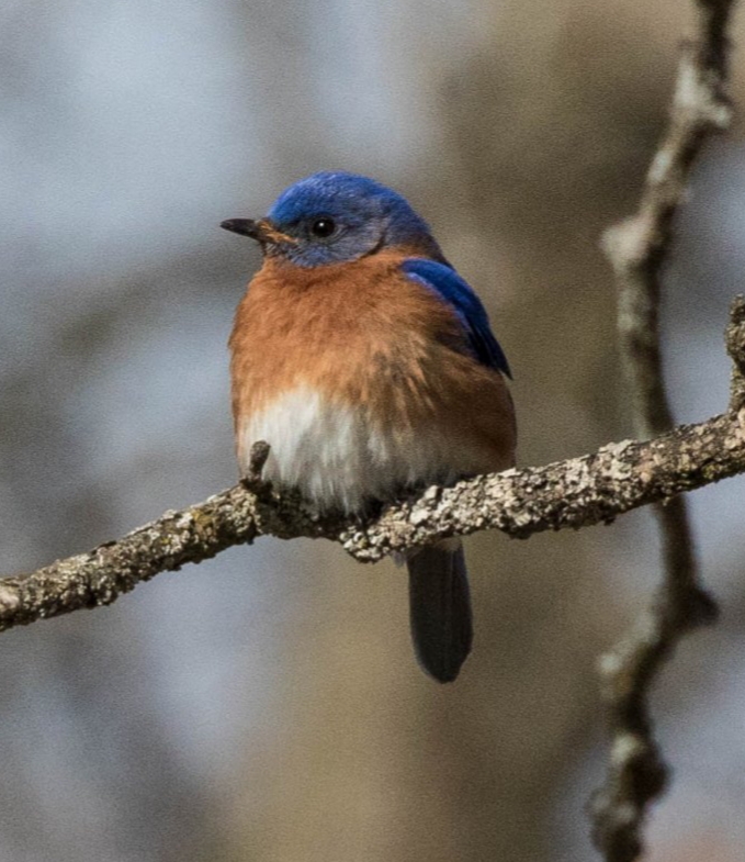 Bluebirds Take Over Chickadee Nest – Eliza Howell Nature Walk